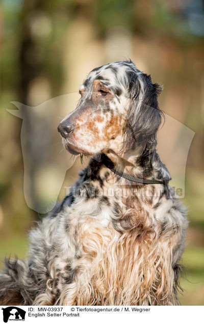 English Setter Portrait / English Setter Portrait / MW-03937