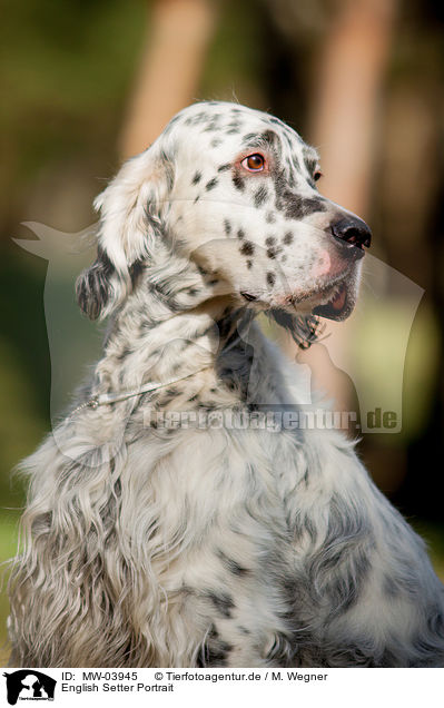 English Setter Portrait / English Setter Portrait / MW-03945