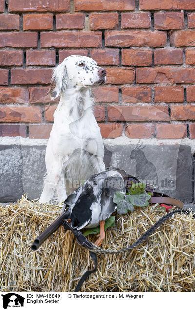 English Setter / MW-16840