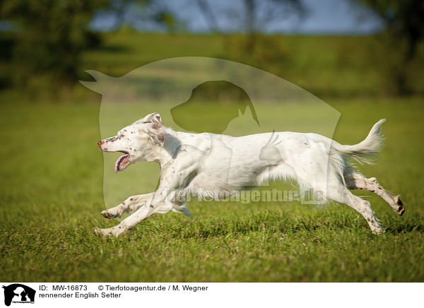 rennender English Setter / MW-16873