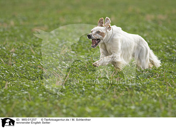 rennender English Setter / running English Setter / MIS-01257