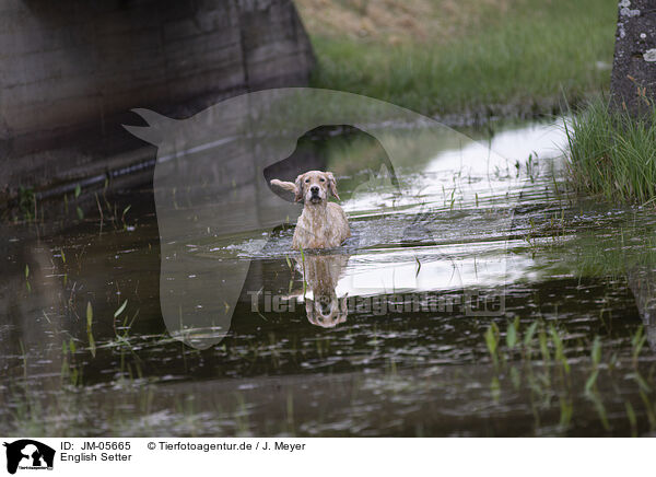 English Setter / English Setter / JM-05665