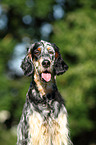 English Setter Portrait