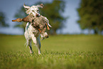 rennender English Setter