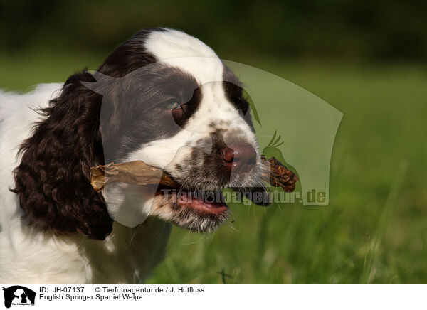 English Springer Spaniel Welpe / English Springer Spaniel puppy / JH-07137