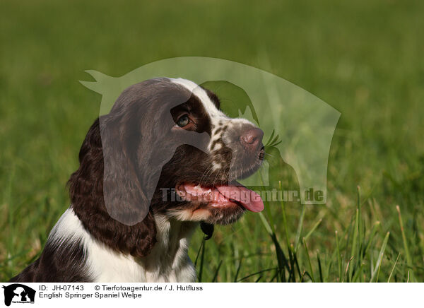 English Springer Spaniel Welpe / English Springer Spaniel puppy / JH-07143