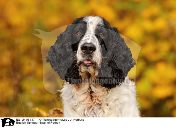 English Springer Spaniel Portrait / English Springer Spaniel Portrait / JH-08117