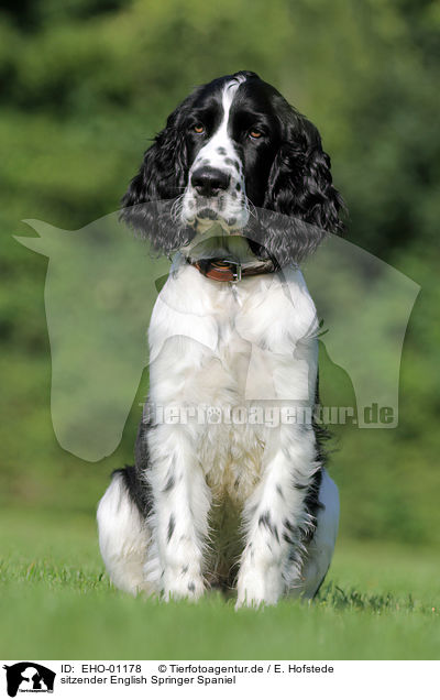 sitzender English Springer Spaniel / sitting English Springer Spaniel / EHO-01178