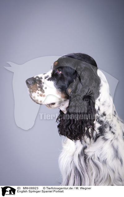 English Springer Spaniel Portrait / English Springer Spaniel Portrait / MW-08923