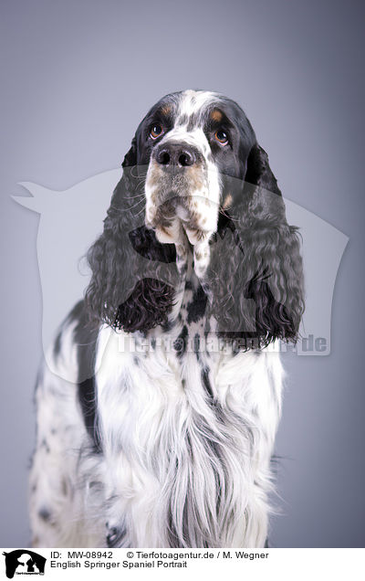 English Springer Spaniel Portrait / English Springer Spaniel Portrait / MW-08942