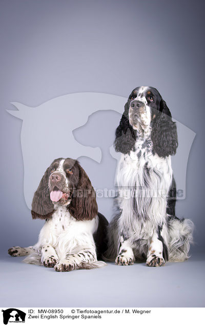 Zwei English Springer Spaniels / two English Springer Spaniels / MW-08950