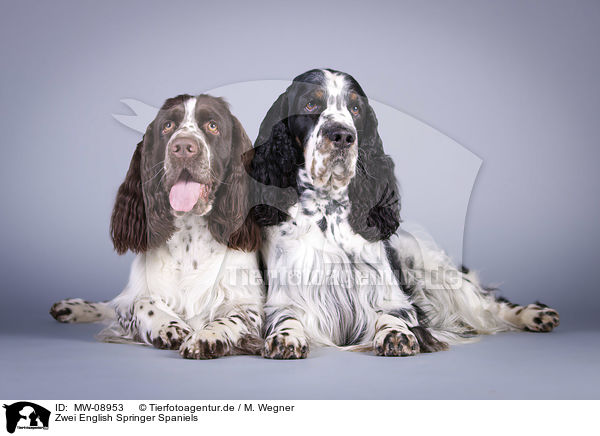 Zwei English Springer Spaniels / two English Springer Spaniels / MW-08953