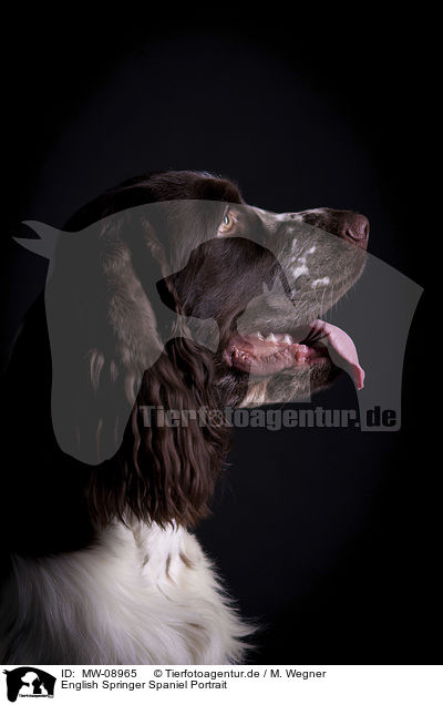 English Springer Spaniel Portrait / English Springer Spaniel Portrait / MW-08965