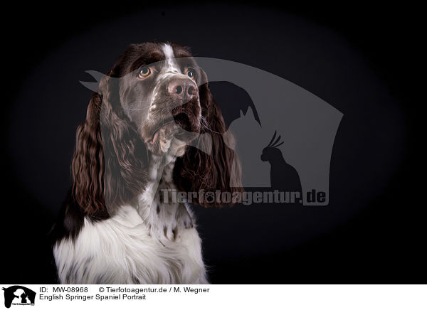 English Springer Spaniel Portrait / English Springer Spaniel Portrait / MW-08968