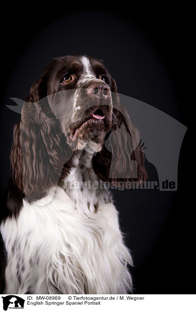 English Springer Spaniel Portrait / English Springer Spaniel Portrait / MW-08969