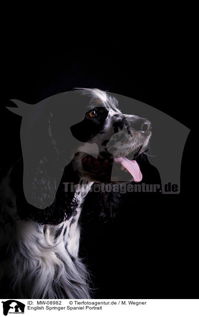 English Springer Spaniel Portrait / English Springer Spaniel Portrait / MW-08982