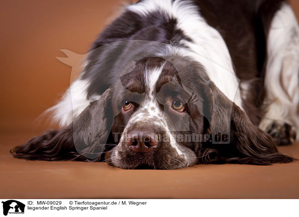 liegender English Springer Spaniel / lying English Springer Spaniel / MW-09029