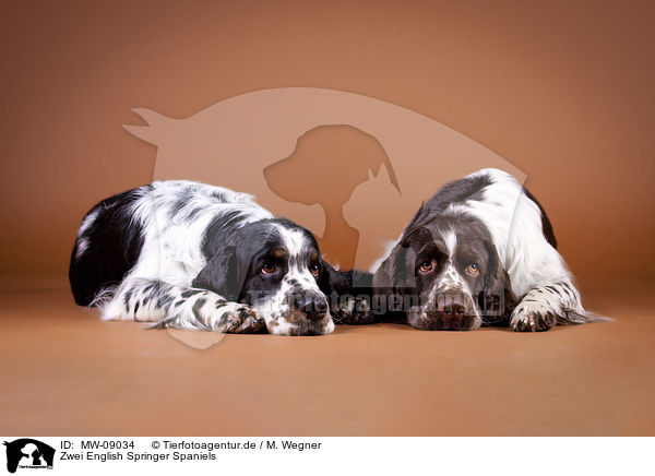 Zwei English Springer Spaniels / two English Springer Spaniels / MW-09034