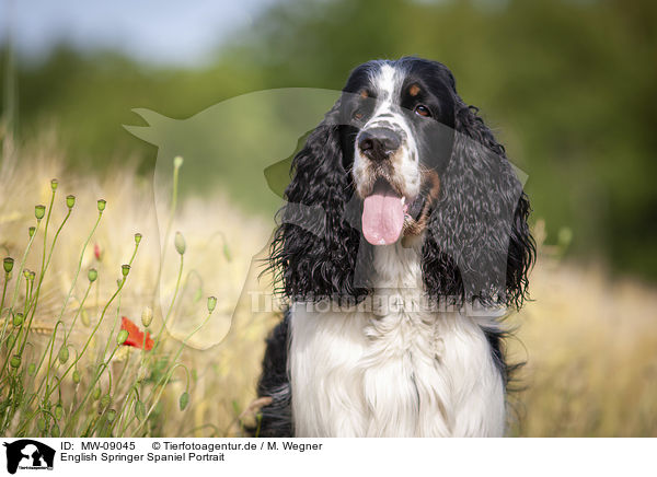 English Springer Spaniel Portrait / English Springer Spaniel Portrait / MW-09045