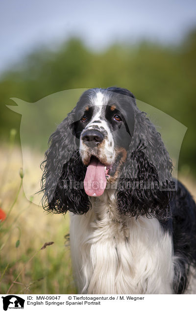 English Springer Spaniel Portrait / English Springer Spaniel Portrait / MW-09047