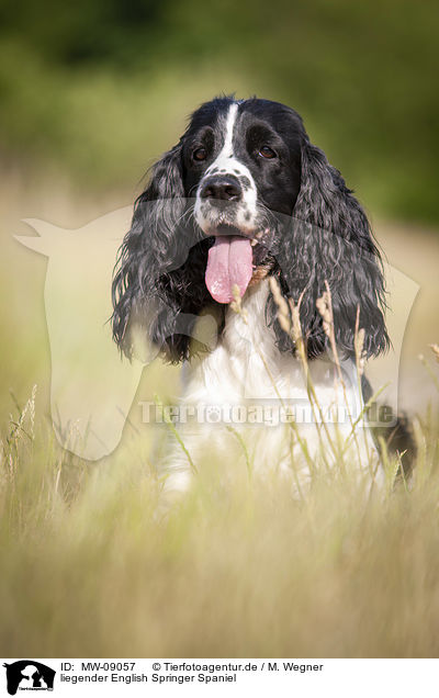 liegender English Springer Spaniel / lying English Springer Spaniel / MW-09057