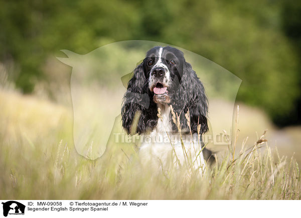 liegender English Springer Spaniel / MW-09058