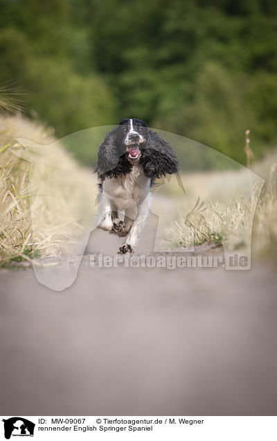 rennender English Springer Spaniel / running English Springer Spaniel / MW-09067