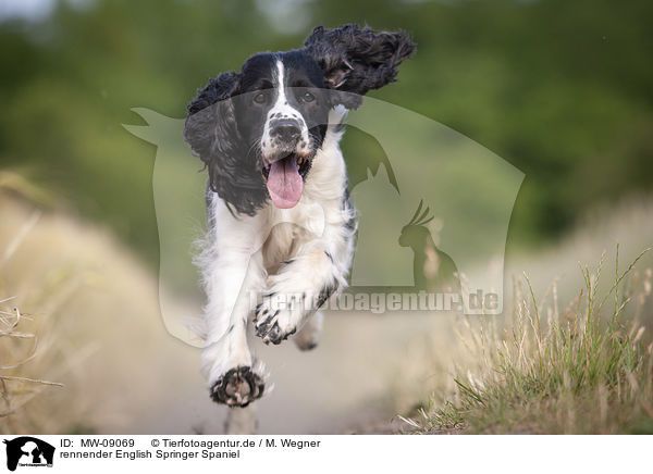 rennender English Springer Spaniel / MW-09069