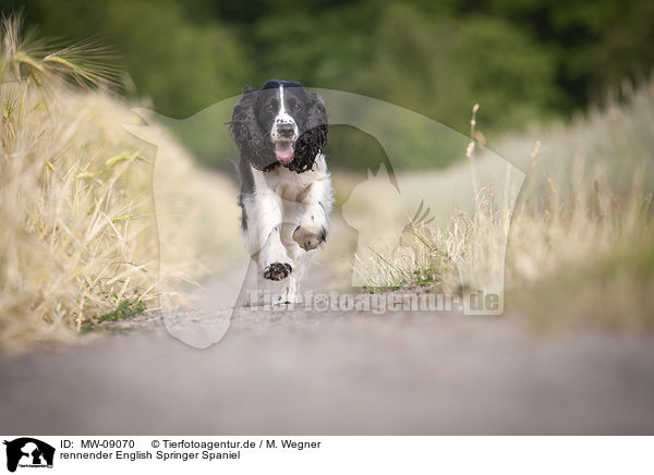 rennender English Springer Spaniel / running English Springer Spaniel / MW-09070