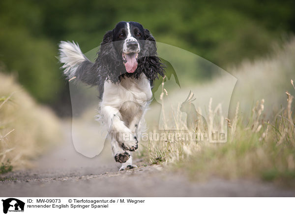 rennender English Springer Spaniel / running English Springer Spaniel / MW-09073