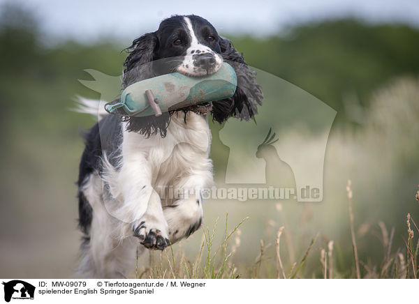 spielender English Springer Spaniel / playing English Springer Spaniel / MW-09079