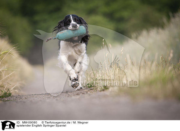 spielender English Springer Spaniel / playing English Springer Spaniel / MW-09080