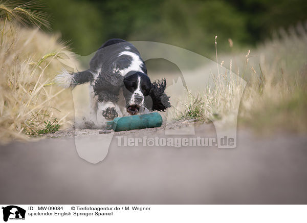 spielender English Springer Spaniel / playing English Springer Spaniel / MW-09084