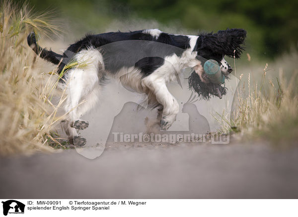 spielender English Springer Spaniel / MW-09091