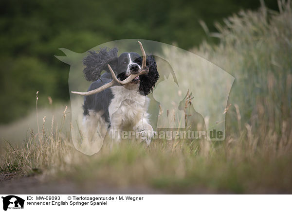 rennender English Springer Spaniel / running English Springer Spaniel / MW-09093