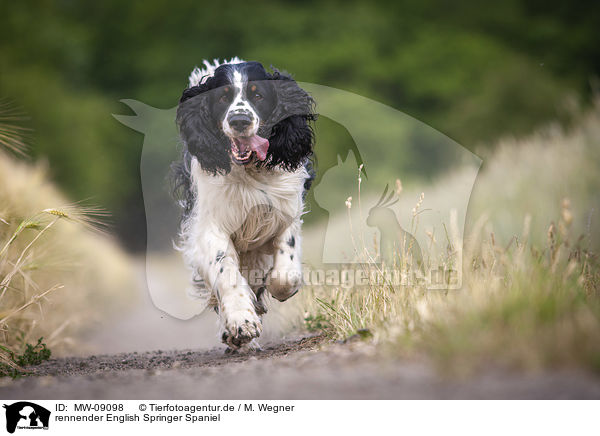 rennender English Springer Spaniel / running English Springer Spaniel / MW-09098