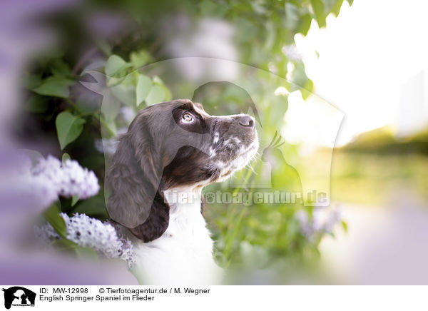 English Springer Spaniel im Flieder / English springer spaniel in lilac / MW-12998