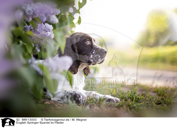 English Springer Spaniel im Flieder / English springer spaniel in lilac / MW-13003