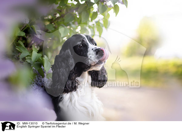 English Springer Spaniel im Flieder / MW-13010