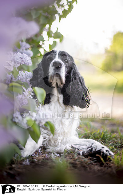 English Springer Spaniel im Flieder / English springer spaniel in lilac / MW-13015