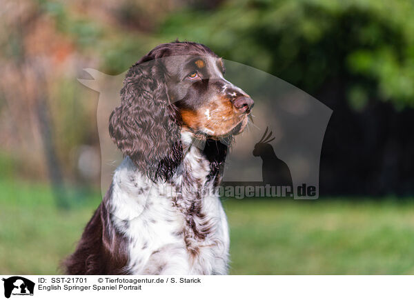 English Springer Spaniel Portrait / English Springer Spaniel Portrait / SST-21701