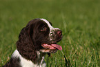 English Springer Spaniel Welpe