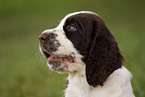 English Springer Spaniel Welpe