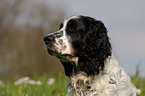 English Springer Spaniel Portrait