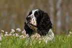 English Springer Spaniel