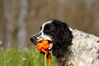 English Springer Spaniel Portrait