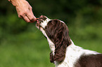 English Springer Spaniel Welpe