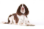 liegender English Springer Spaniel