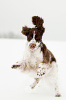 rennender English Springer Spaniel