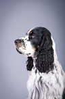 English Springer Spaniel Portrait